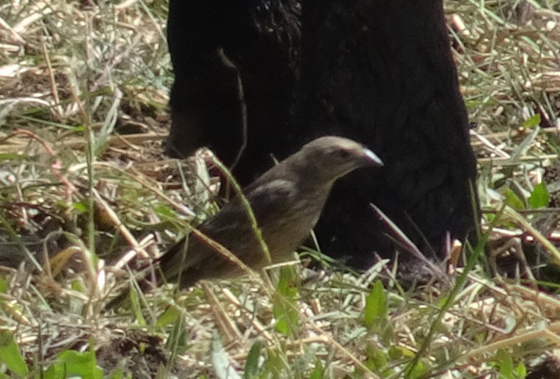 Brown-headed Cowbird - ML608380204