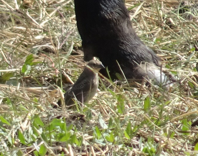 Brown-headed Cowbird - Julie Luetzelschwab