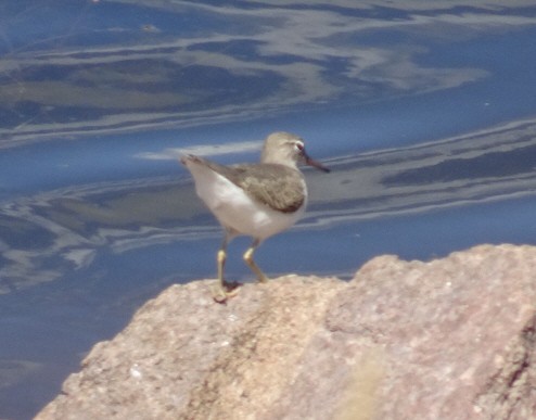 Spotted Sandpiper - ML608380237