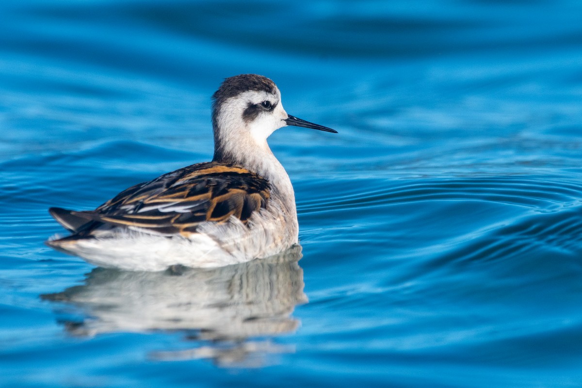 Red-necked Phalarope - ML608380250