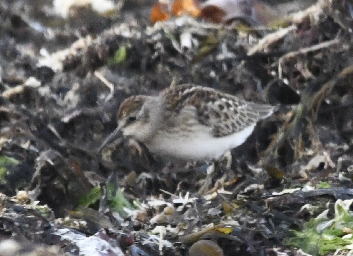 Least Sandpiper - ML608380427