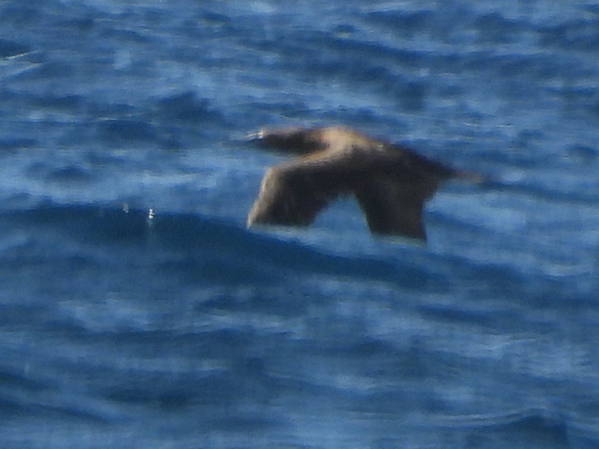 Brown Booby - ML608380582