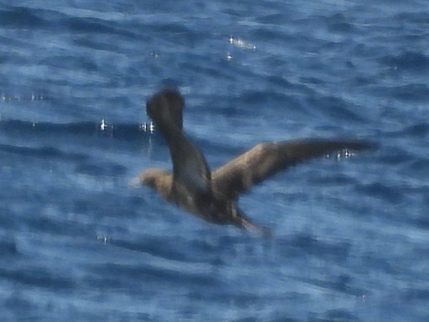 Brown Booby - ML608380584
