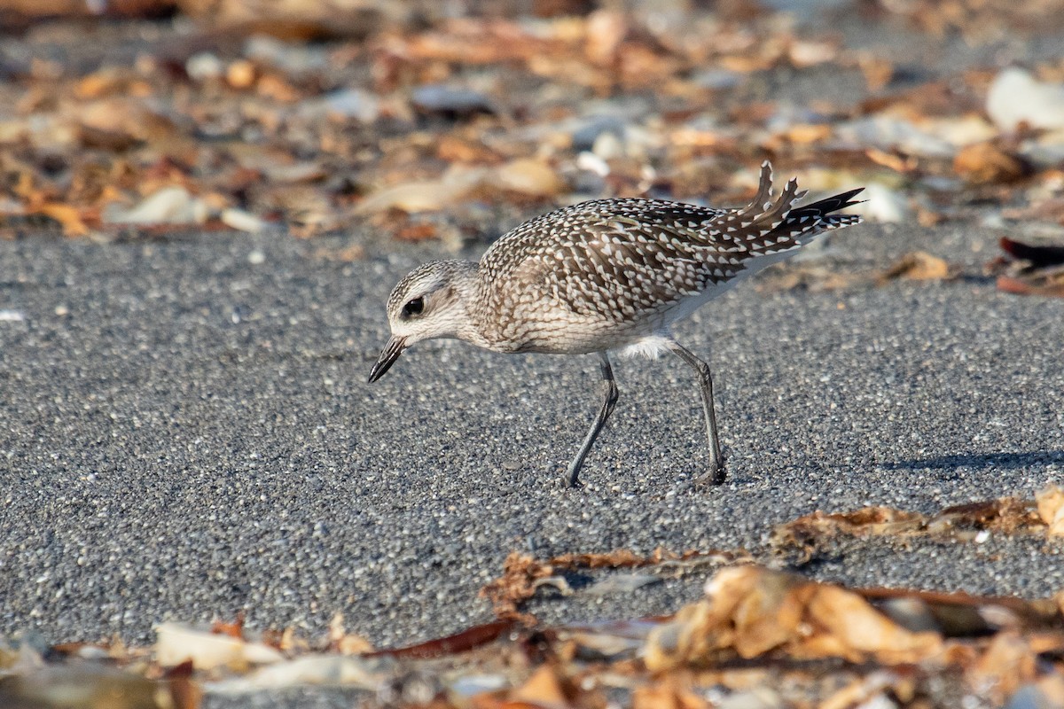 Black-bellied Plover - ML608380634