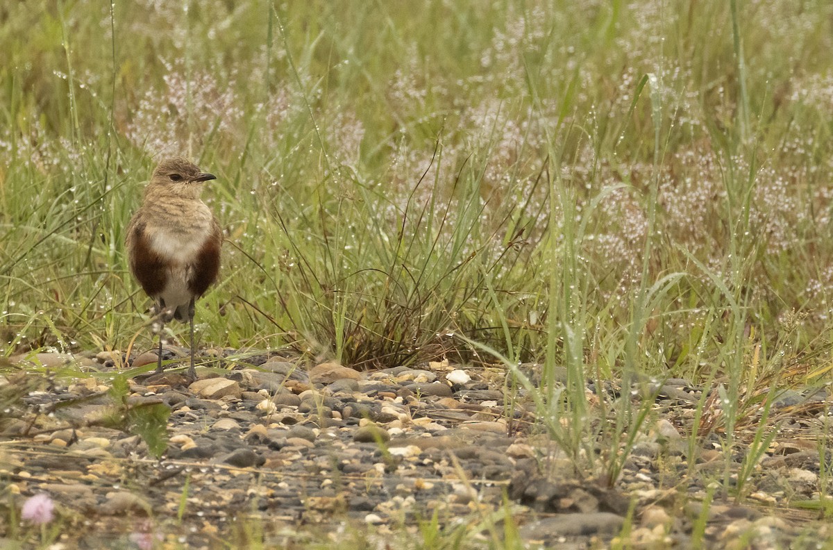 Australian Pratincole - Anne Heyerly