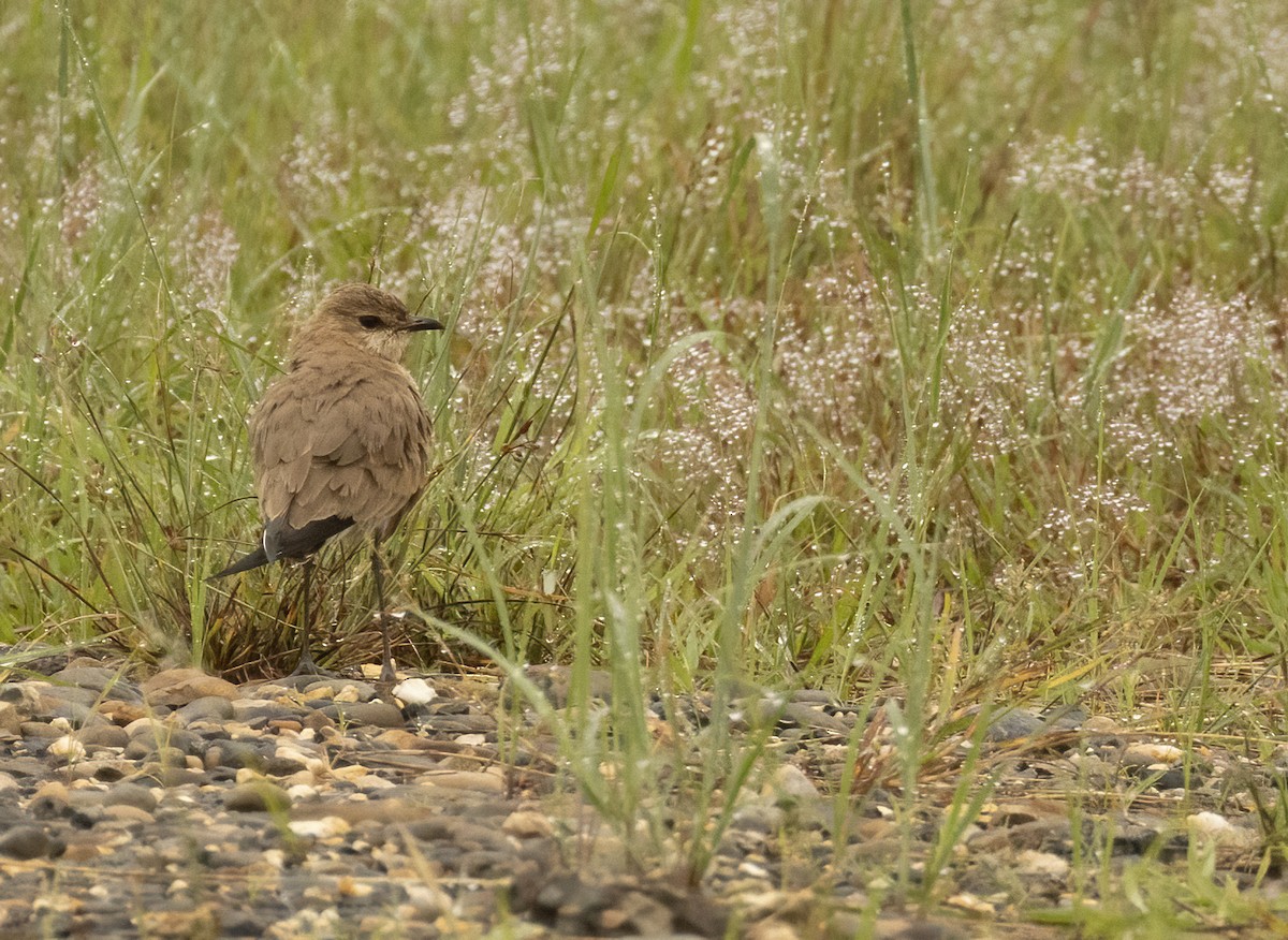 Australian Pratincole - ML608380703