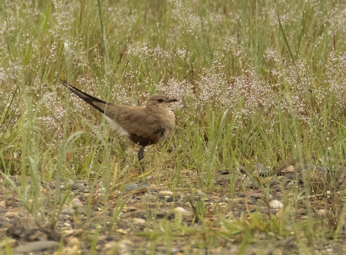 Australian Pratincole - ML608380704