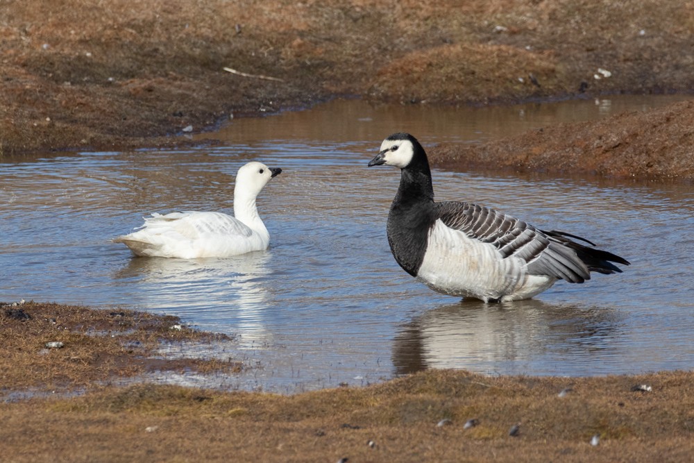 Barnacle Goose - Denis Corbeil