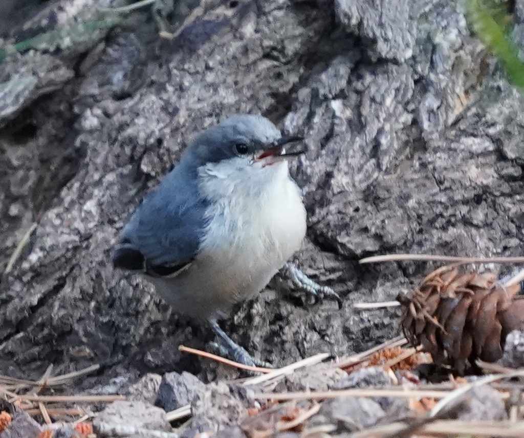 Pygmy Nuthatch - ML608380779