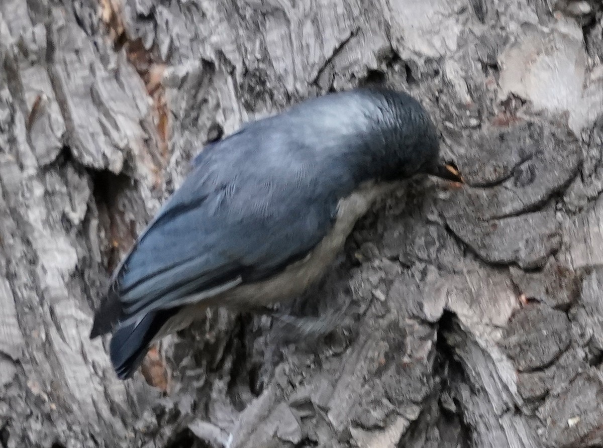 Pygmy Nuthatch - ML608380780