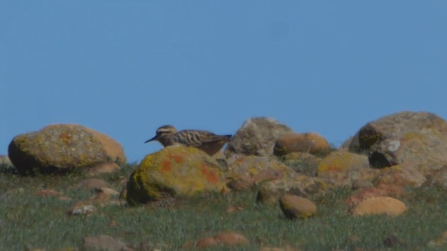 Tawny-throated Dotterel - ML608380854