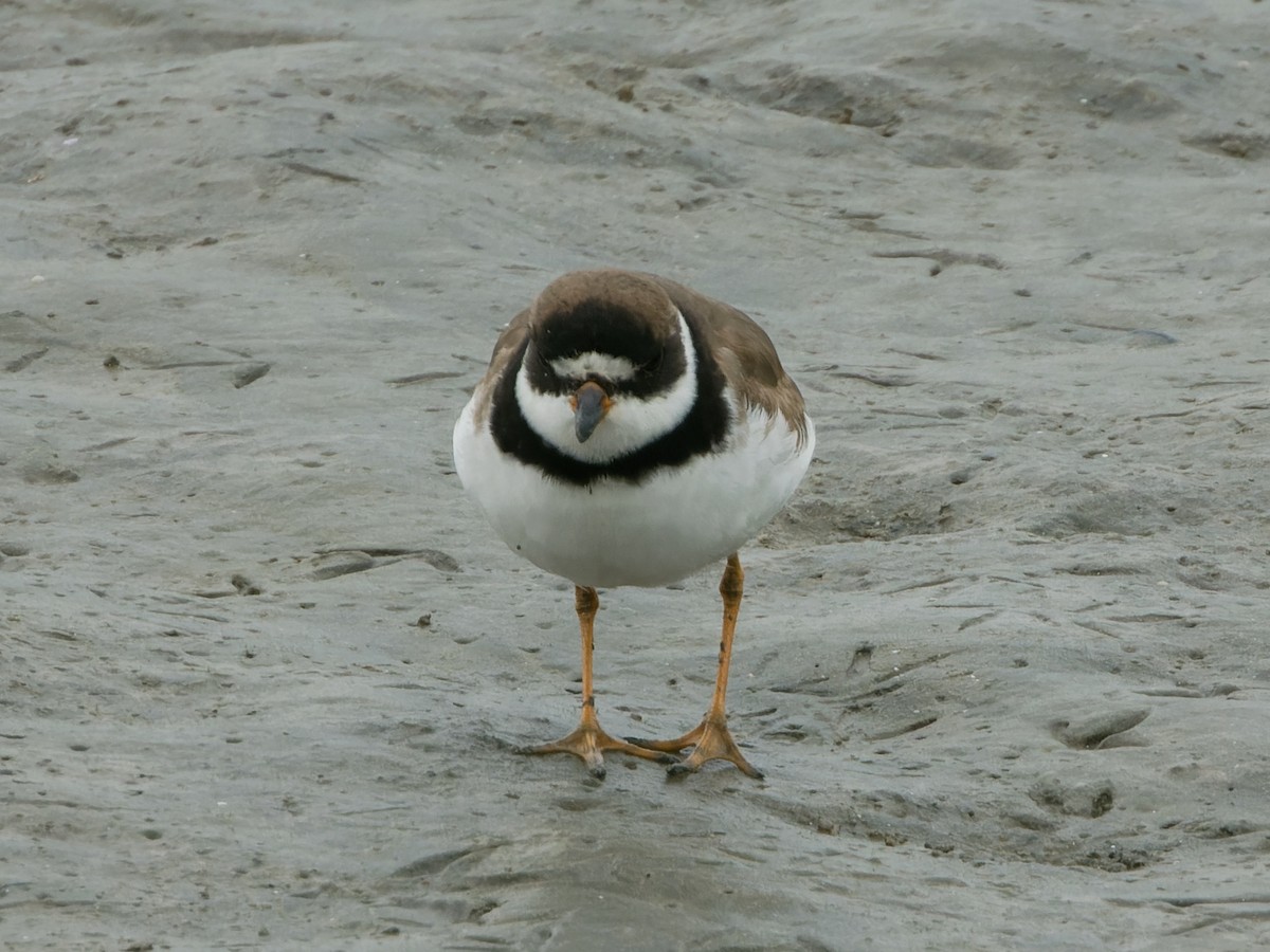 Semipalmated Plover - Rutger Koperdraad