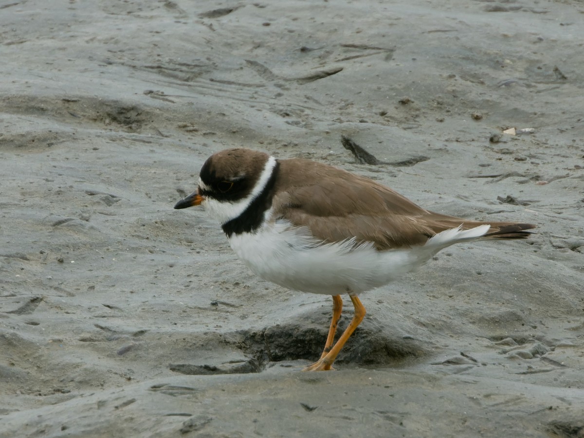 Semipalmated Plover - Rutger Koperdraad