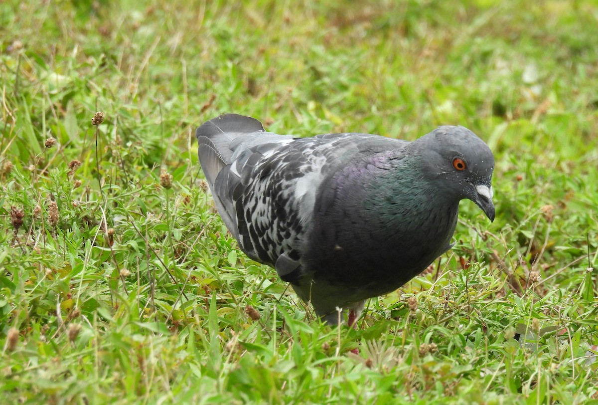 Rock Pigeon (Feral Pigeon) - ML608380911