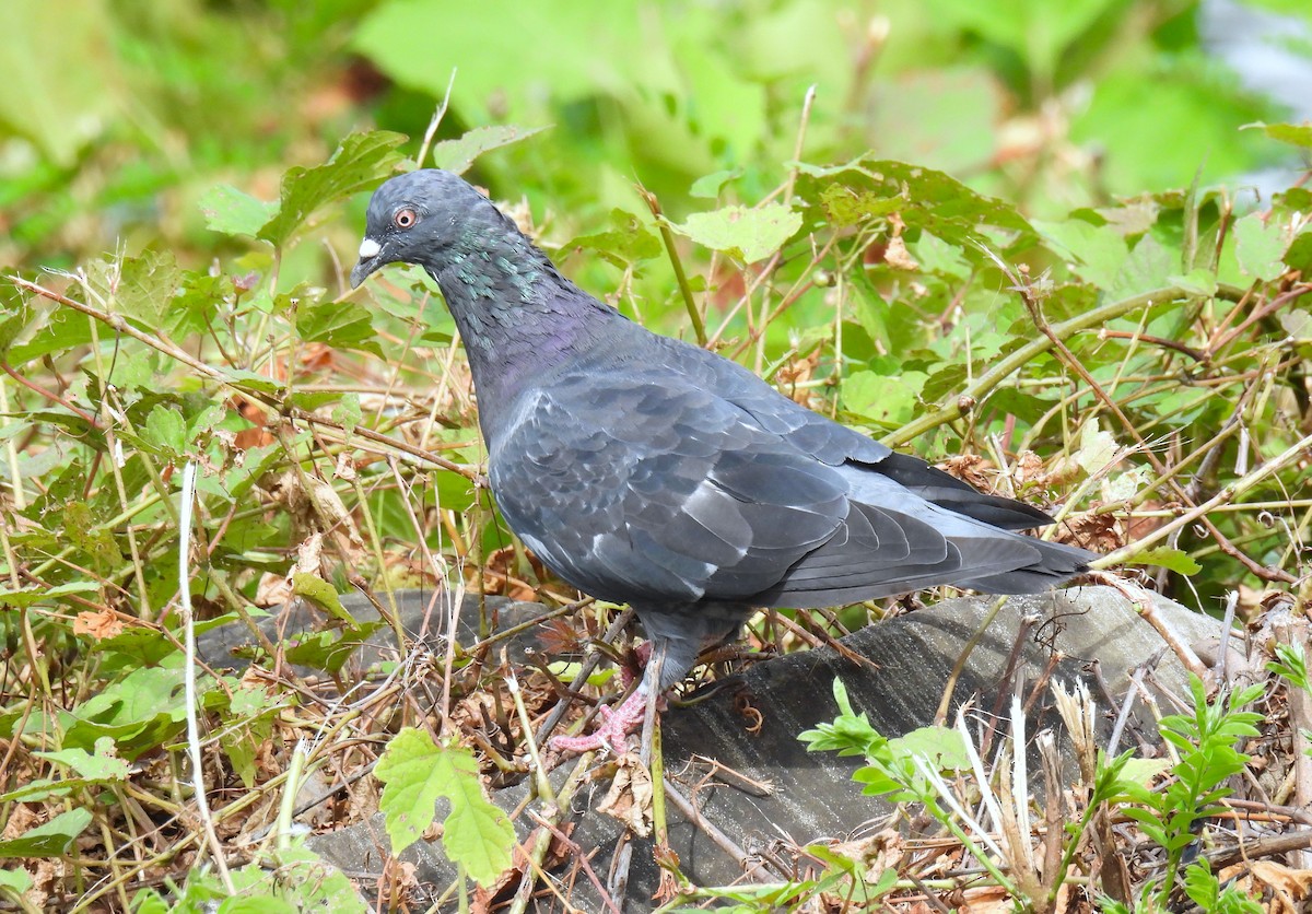 Rock Pigeon (Feral Pigeon) - ML608380912