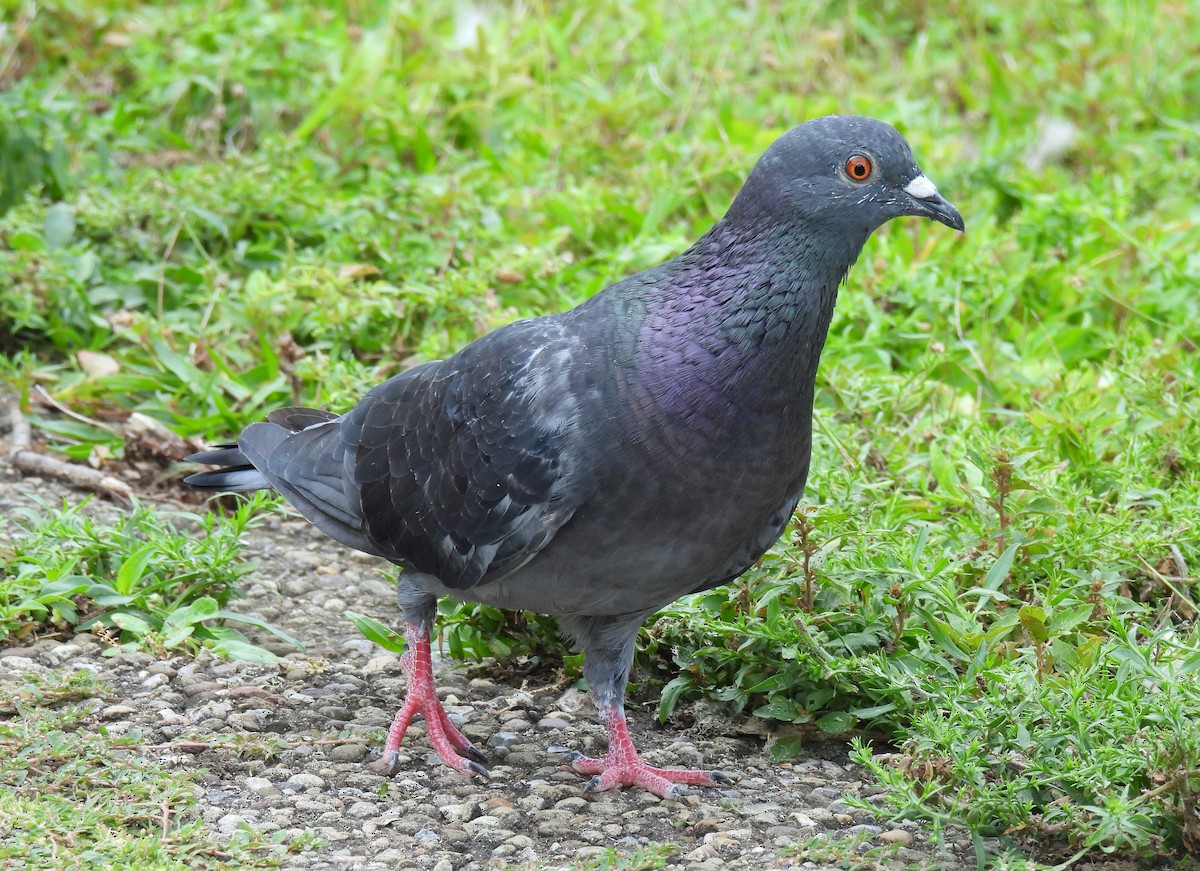 Rock Pigeon (Feral Pigeon) - ML608380914