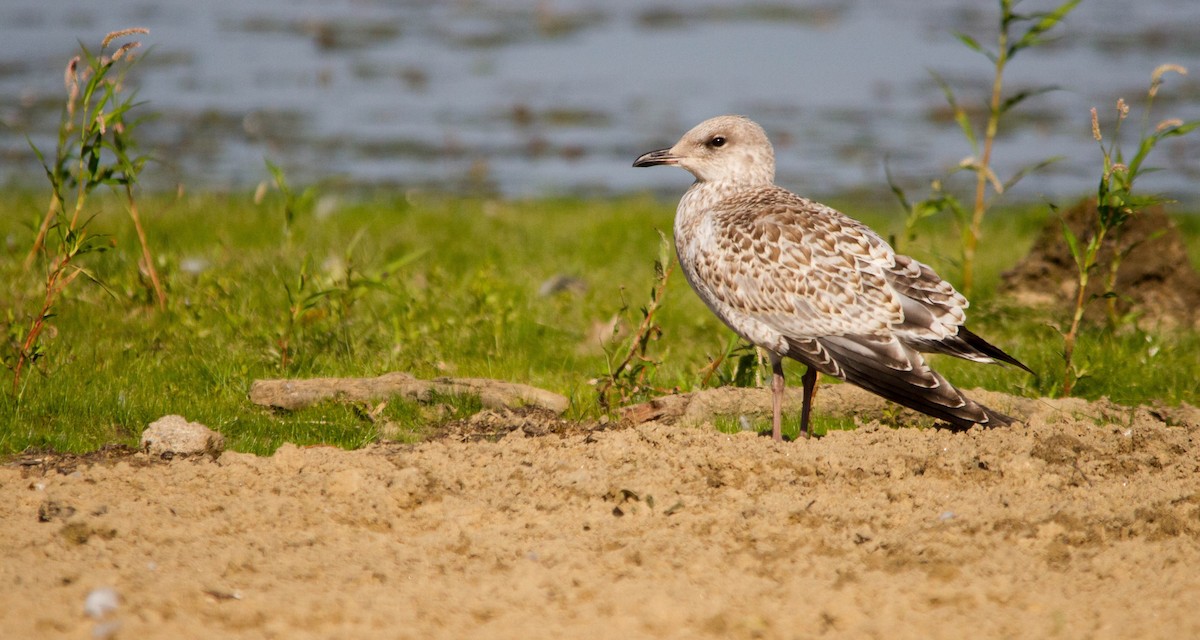 Gaviota de Delaware - ML608380915