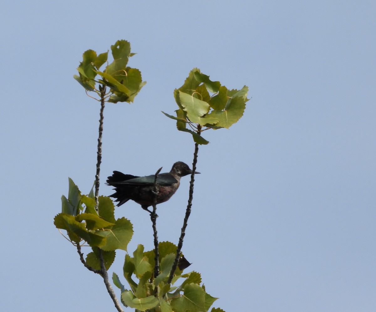 Lewis's Woodpecker - Marc-Andre Beaucher