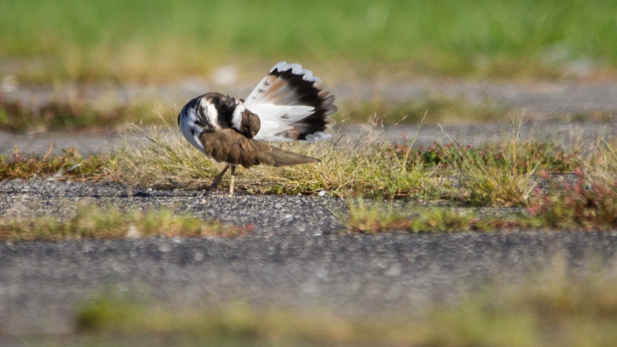 Killdeer - ML608380943