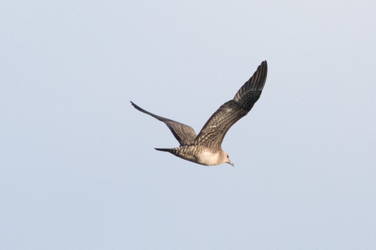 Parasitic Jaeger - ML608380965