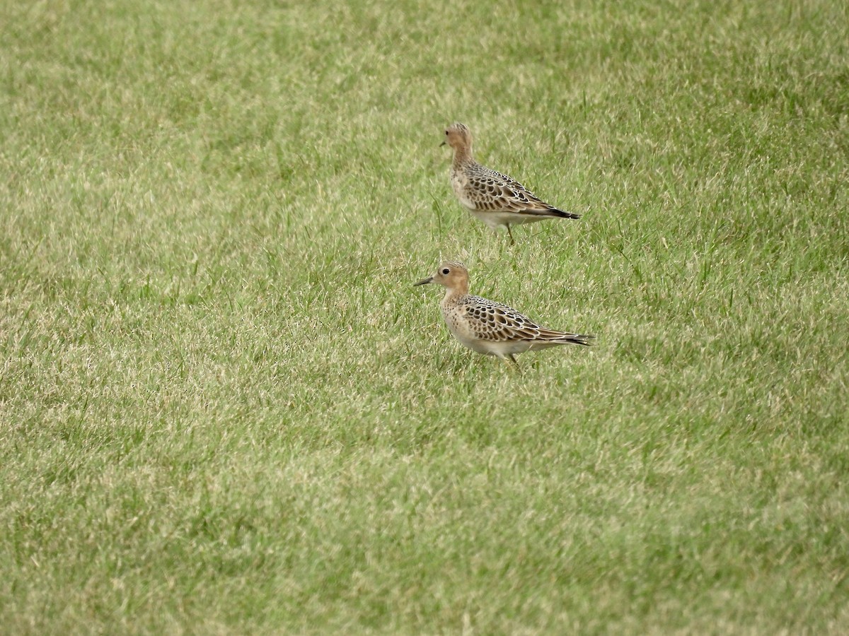 Buff-breasted Sandpiper - Dana Sterner