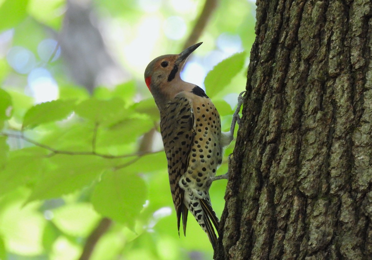 Northern Flicker - Corvus 𓄿