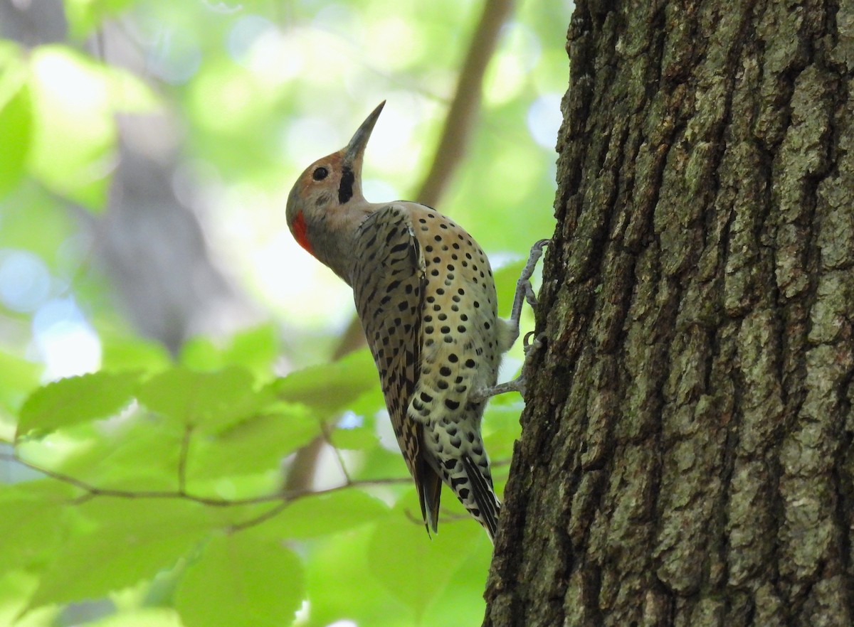 Northern Flicker - Corvus 𓄿