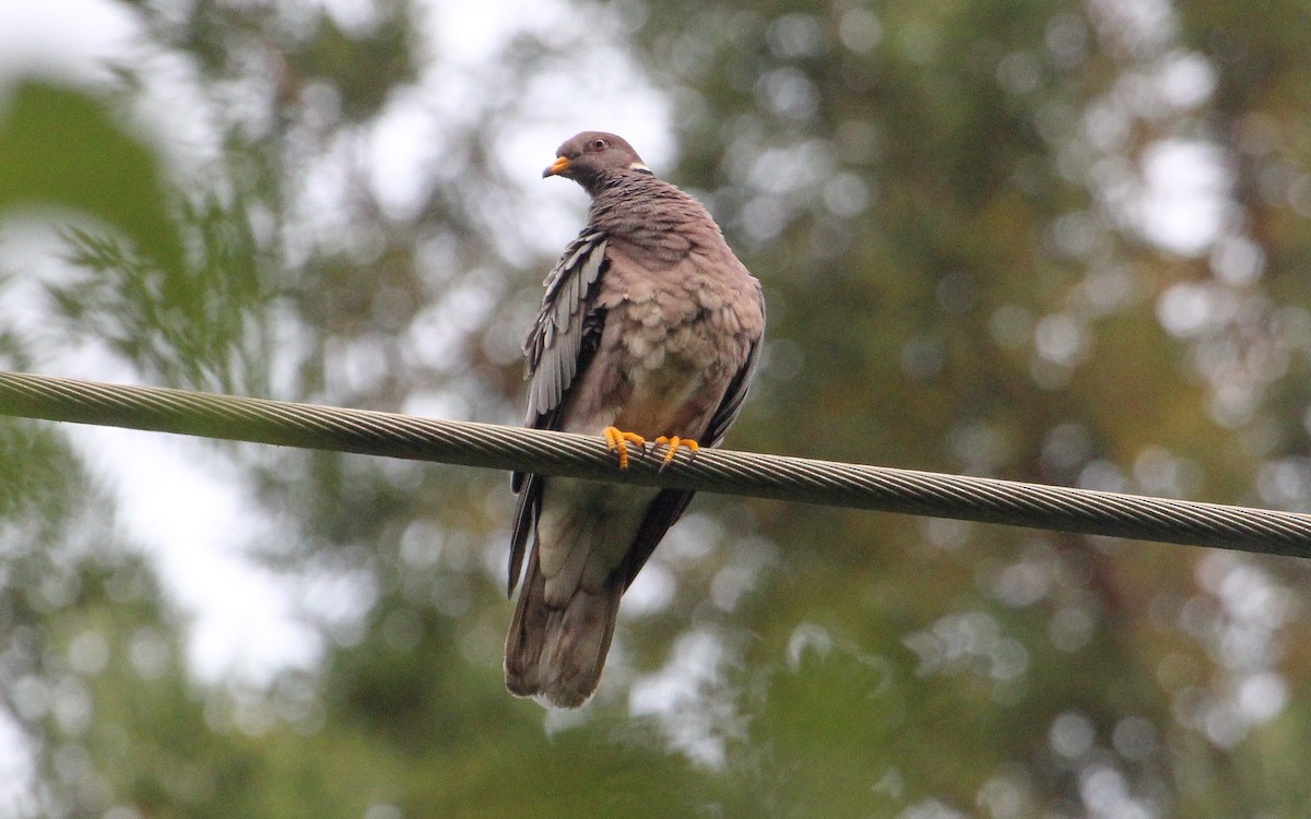 Band-tailed Pigeon - ML608381082