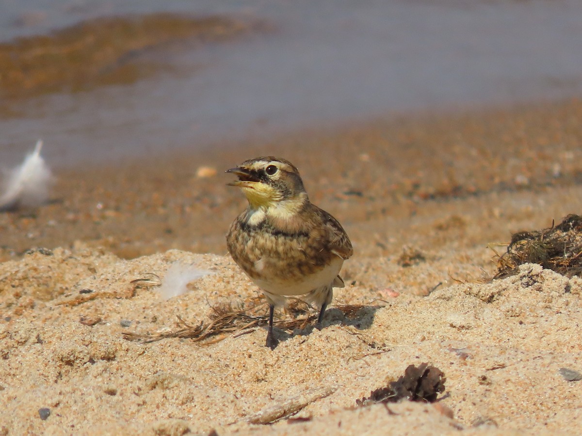 Horned Lark - ML608381102