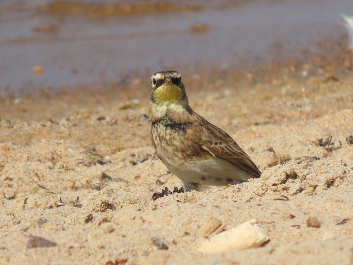 Horned Lark - ML608381108