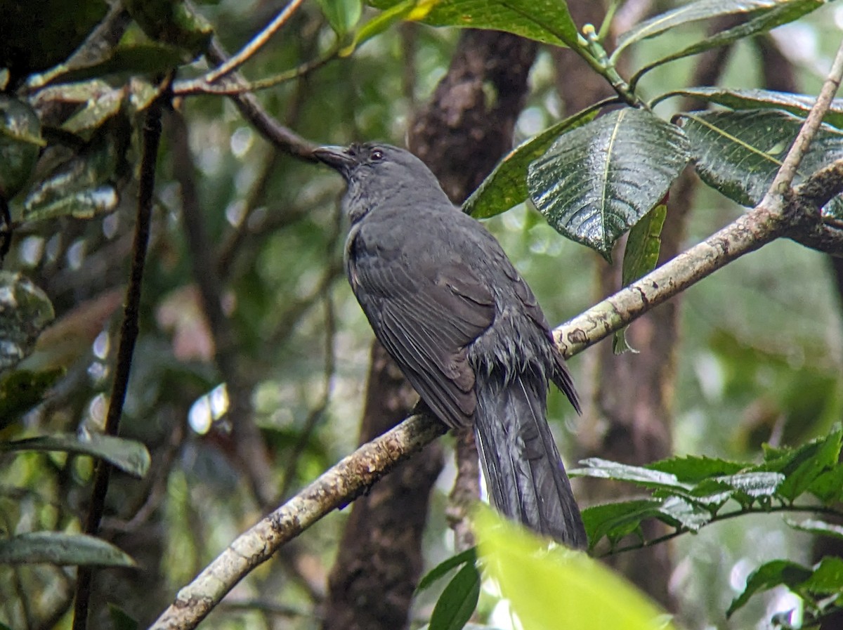 New Caledonian Cuckooshrike - ML608381109