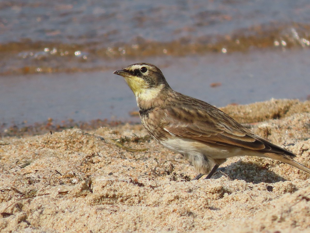 Horned Lark - ML608381111