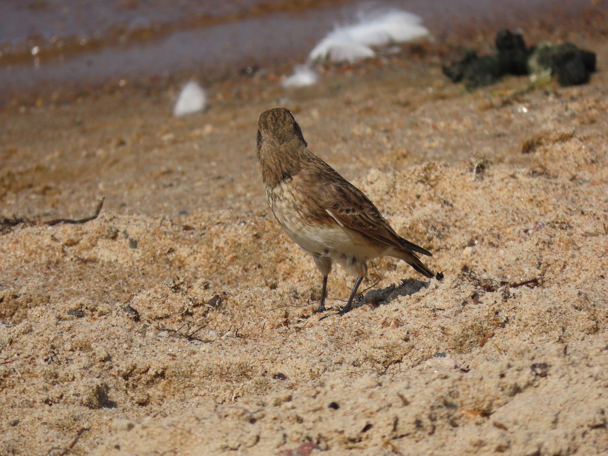 Horned Lark - ML608381135