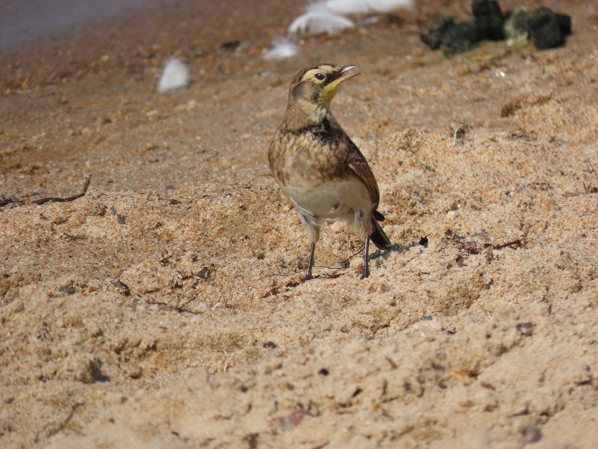 Horned Lark - ML608381138