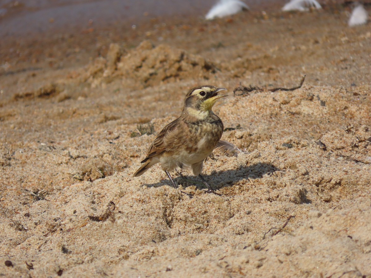 Horned Lark - ML608381140