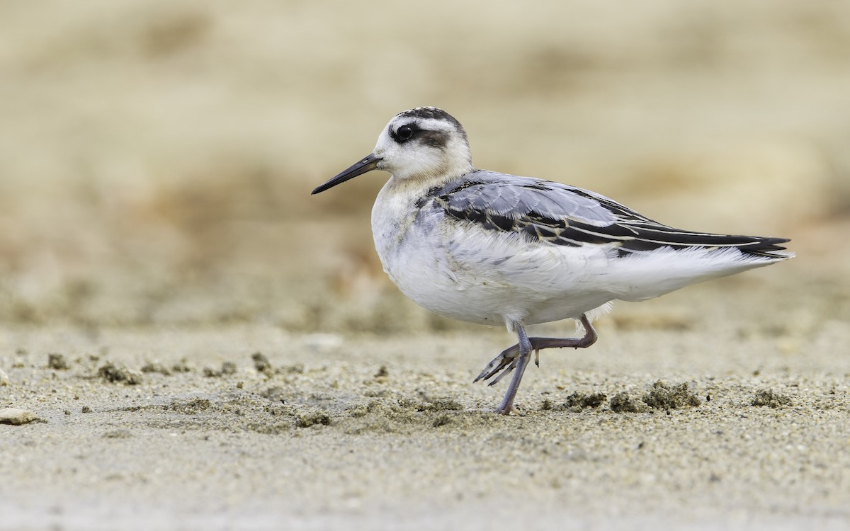 Red Phalarope - ML608381158