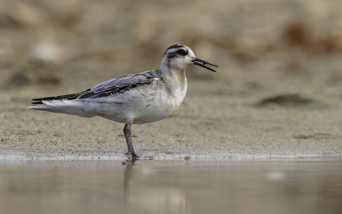 Red Phalarope - Blair Dudeck