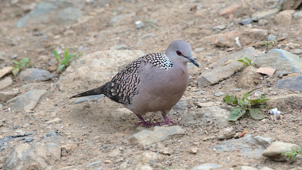 Spotted Dove - ML608381190