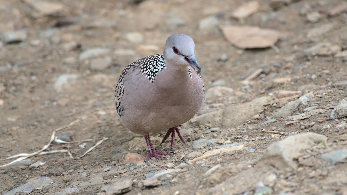 Spotted Dove - ML608381191