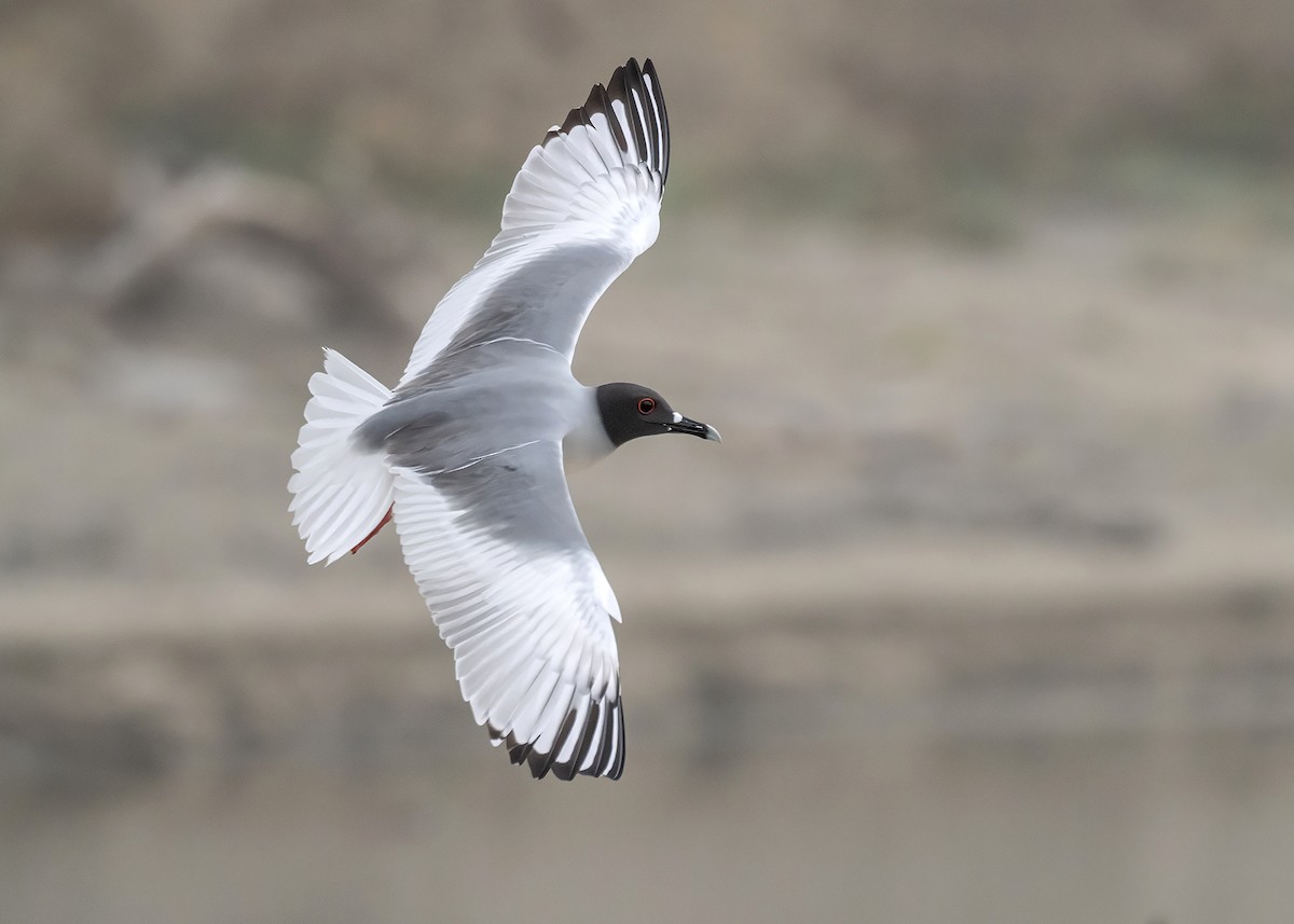 Gaviota Tijereta - ML608381216