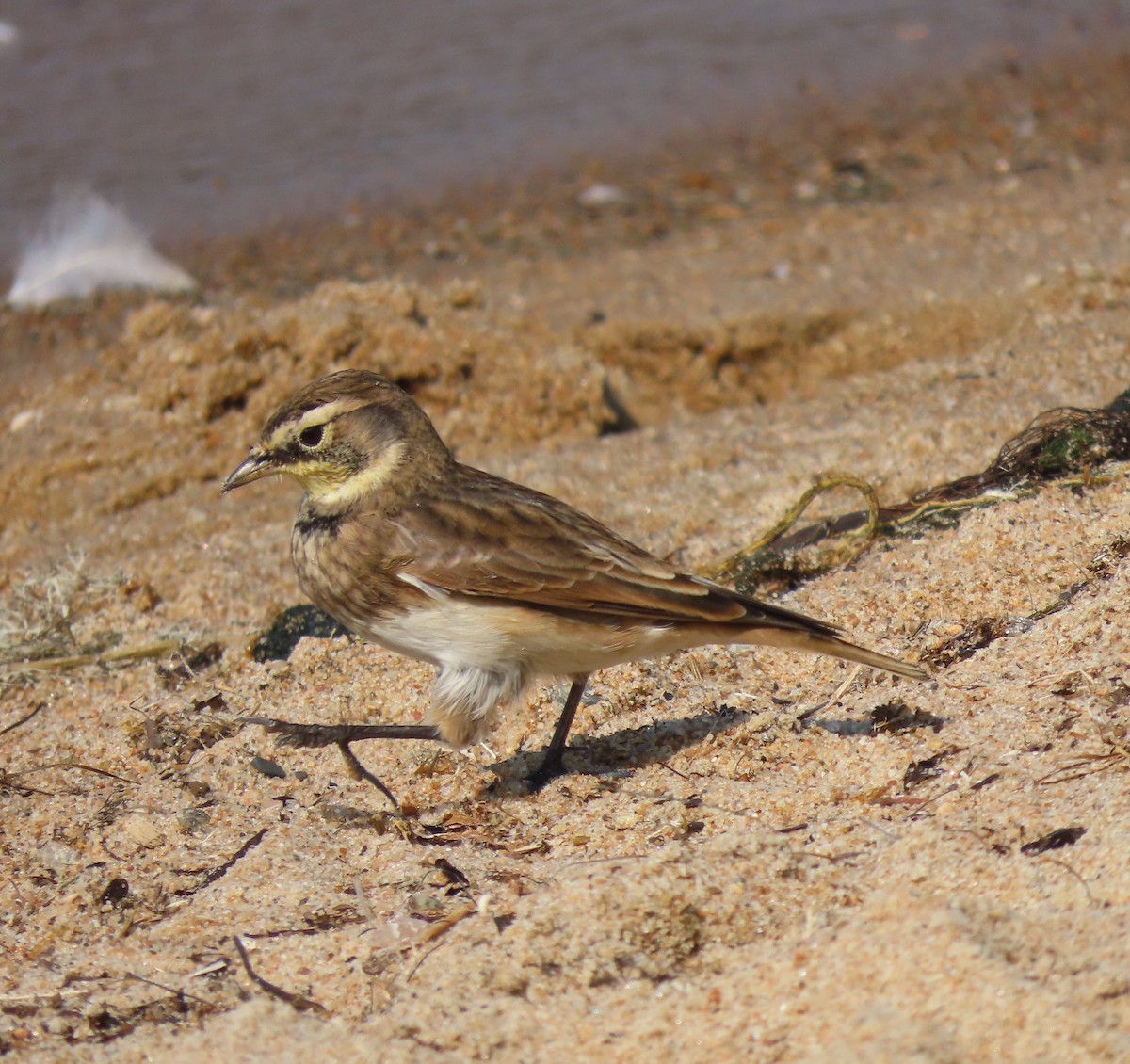 Horned Lark - ML608381217