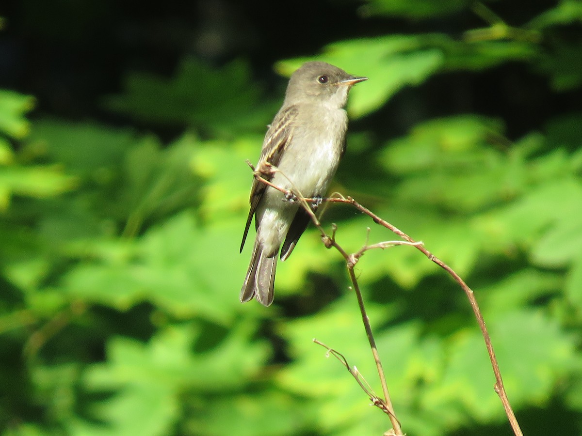 Western Wood-Pewee - ML608381219