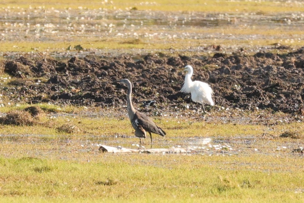 Garza Cuelliblanca - ML608381301