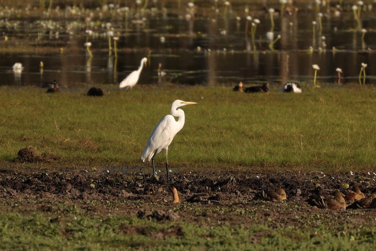 Great Egret (modesta) - Kylie-Anne Cramsie