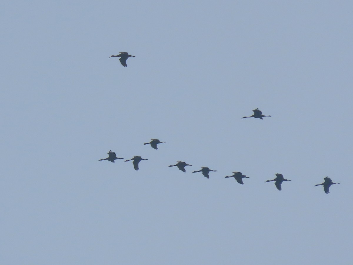 Sandhill Crane - ML608381362