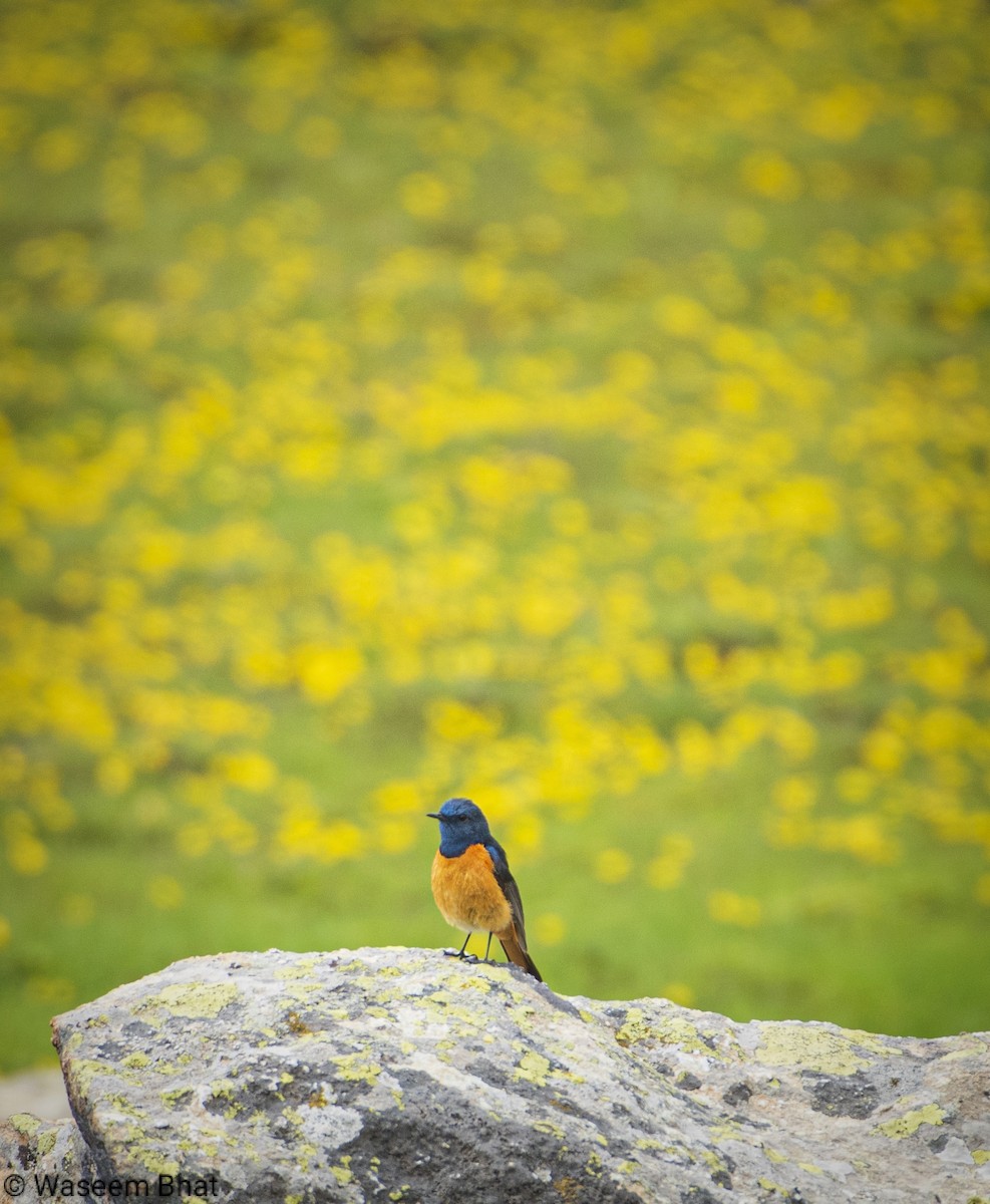 Blue-fronted Redstart - ML608381386