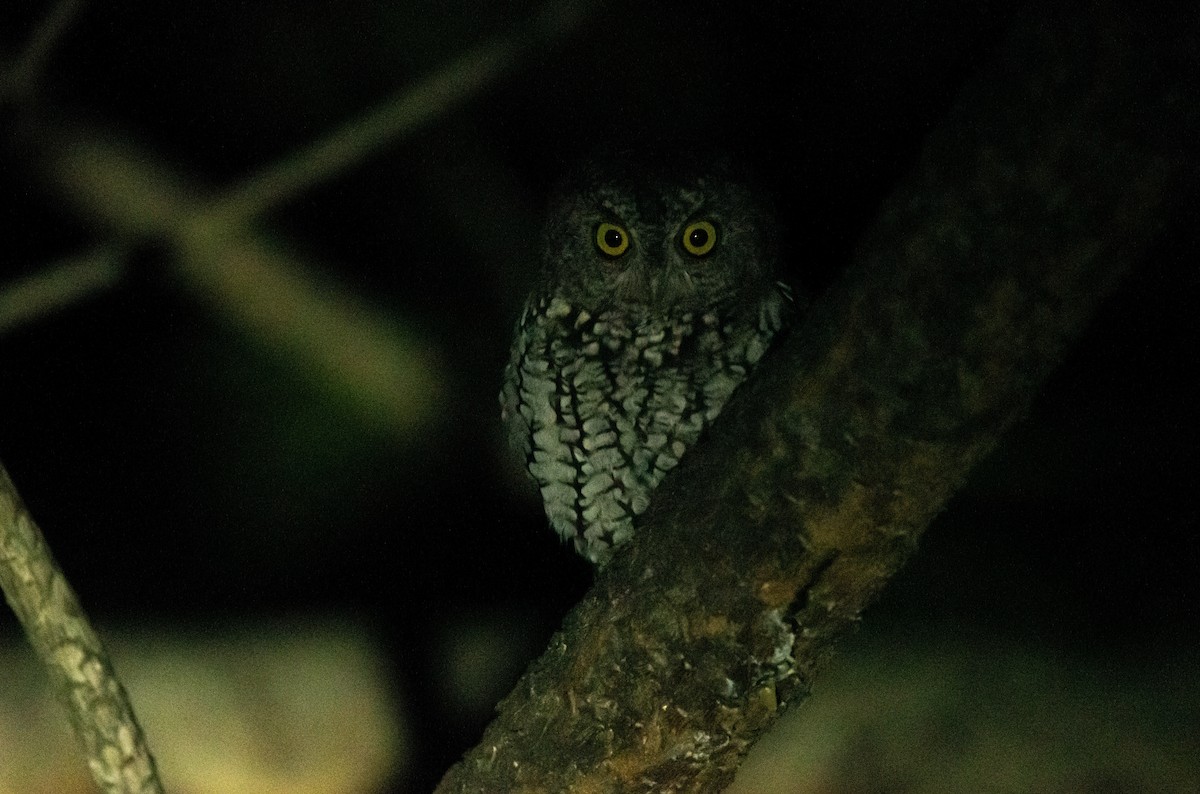 Whiskered Screech-Owl - Leonardo Guzmán (Kingfisher Birdwatching Nuevo León)