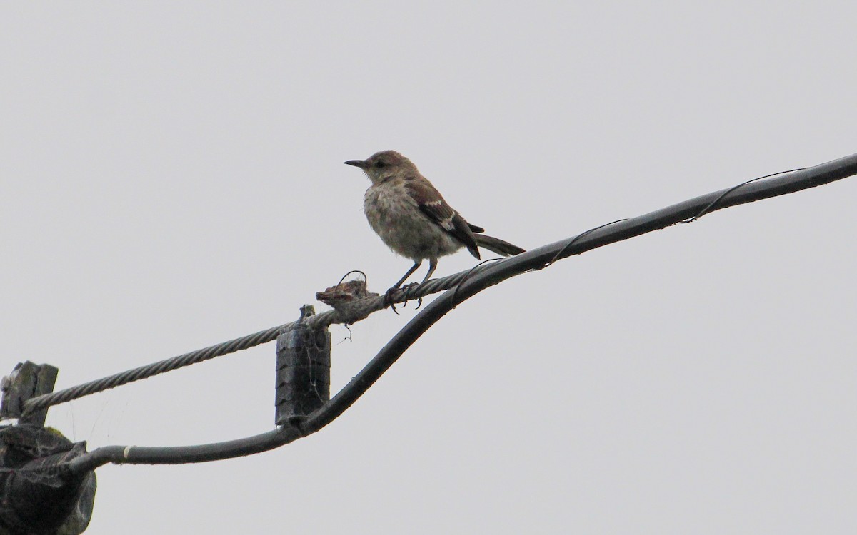 Northern Mockingbird - Jonny Sperling