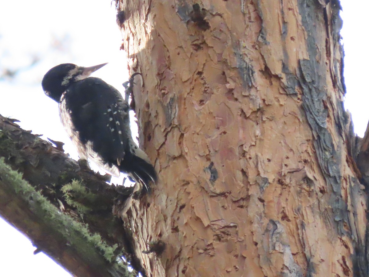 Black-backed Woodpecker - ML608381625