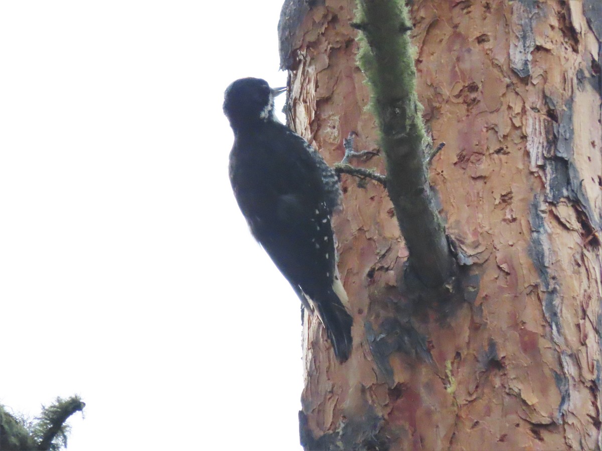 Black-backed Woodpecker - ML608381635